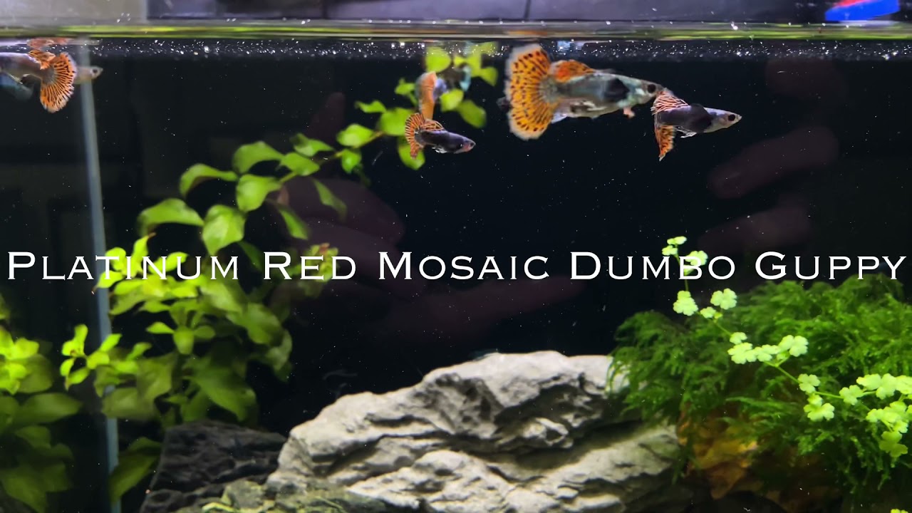 Platinum Red Mosaic Dumbo Guppy
