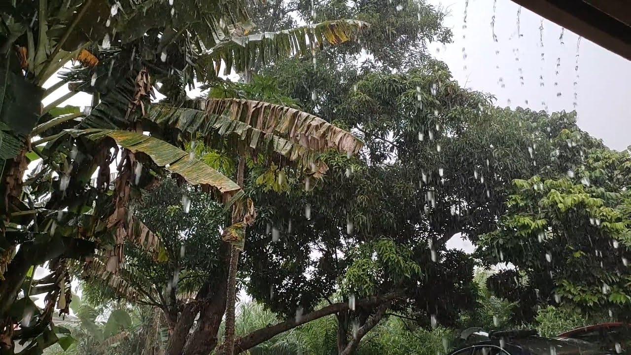 Pluie sur un toit en t&ocirc;le, Dormir &eacute;tudier se d&eacute;tendre m&eacute;diter Bruit blanc tropical Rain for Sleeping