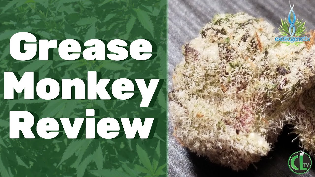 Обзор сорта Grease Monkey (Exotic Genetix) | Cannabis Lifestyle TV