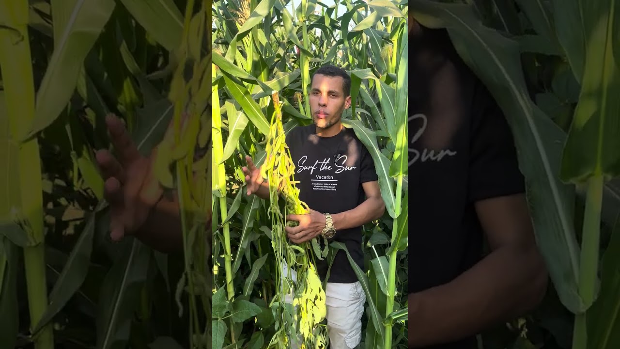 تحميل الذرة الصفراء و فول الصويا لعمل سيلاج عالي البروتين باستخدام الاسمدة الحيوية النوفابلس.