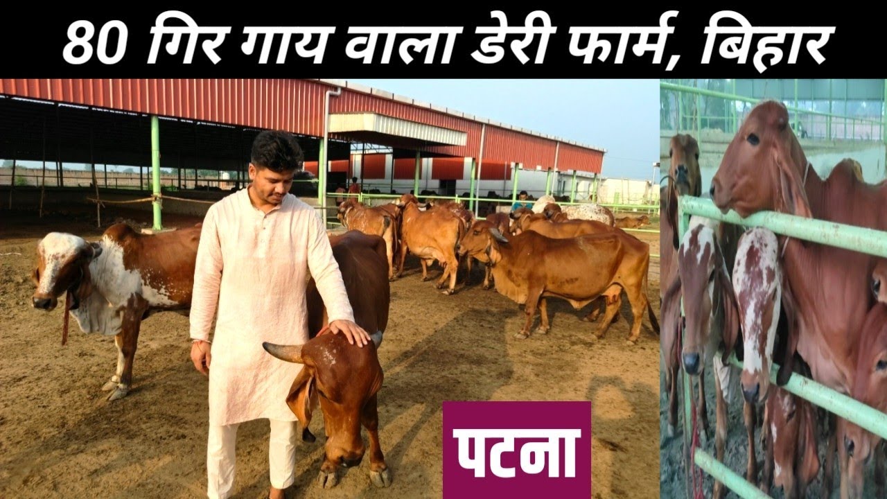 पटना के एक गाँव में खुला 4 करोड़ का Dairy Farm जहाँ रहता है 15 लाख का सांड | Dairy Farming In Bihar