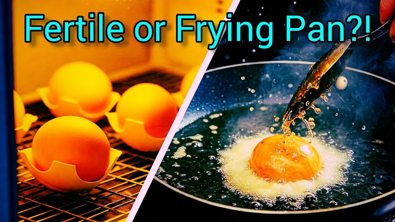 Are your eggs are fertile? (How-to candling demo of turkey eggs before hatching.)