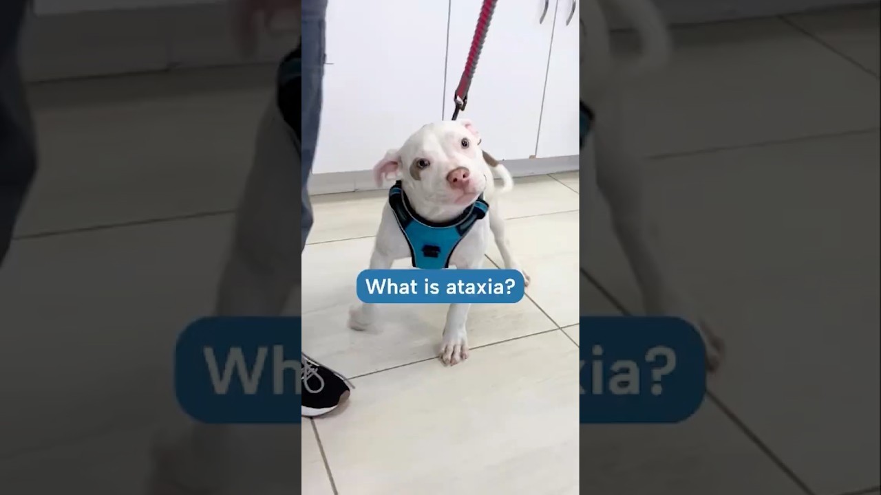 &laquo;Что такое атаксия у домашних животных?&raquo; &mdash; объясняет ветеринарный невролог