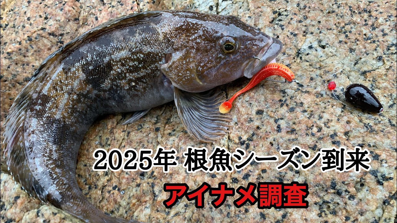 岩手県 ロックフィッシュ 開幕じゃぁ‼️‼️‼️