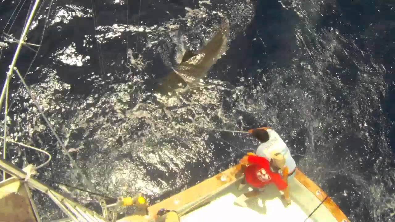 Monster SHARK Fishing in Islamorada 4-18-2012