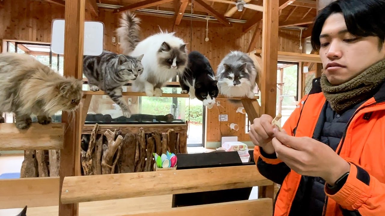 【猫圧】〇〇をあげて態度が豹変してしまった猫達がこちらです