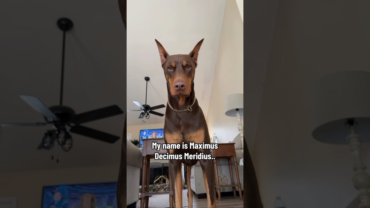 Меня зовут Джефф 😭🤣 #ролики #шорты #исследование