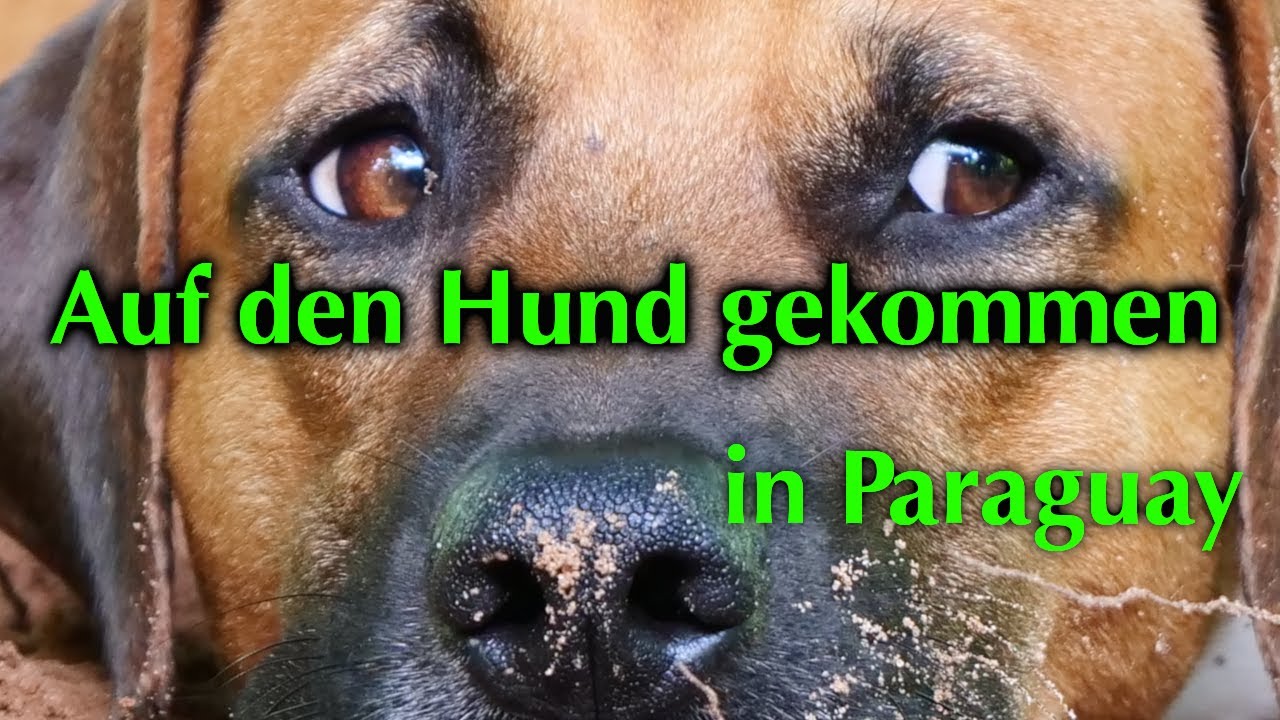 Auf den Hund gekommen in Paraguay