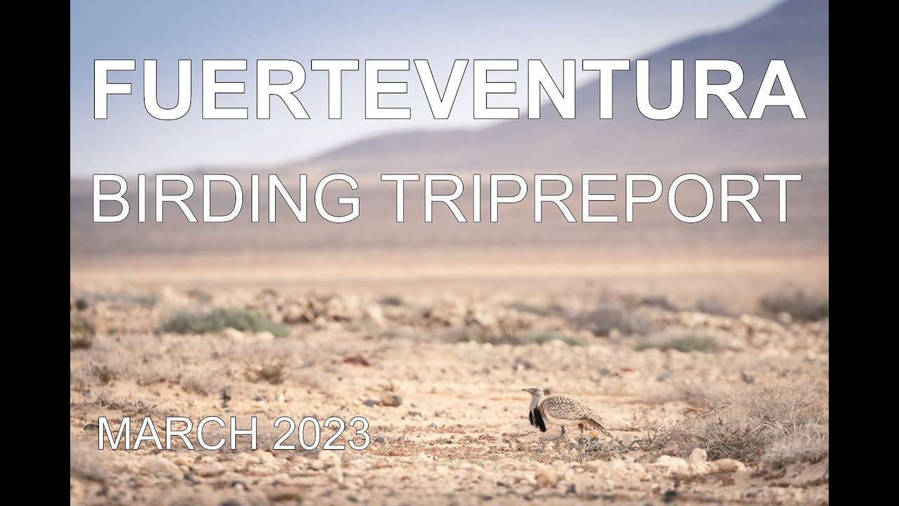 Fuerteventura 2023 birding video trip report