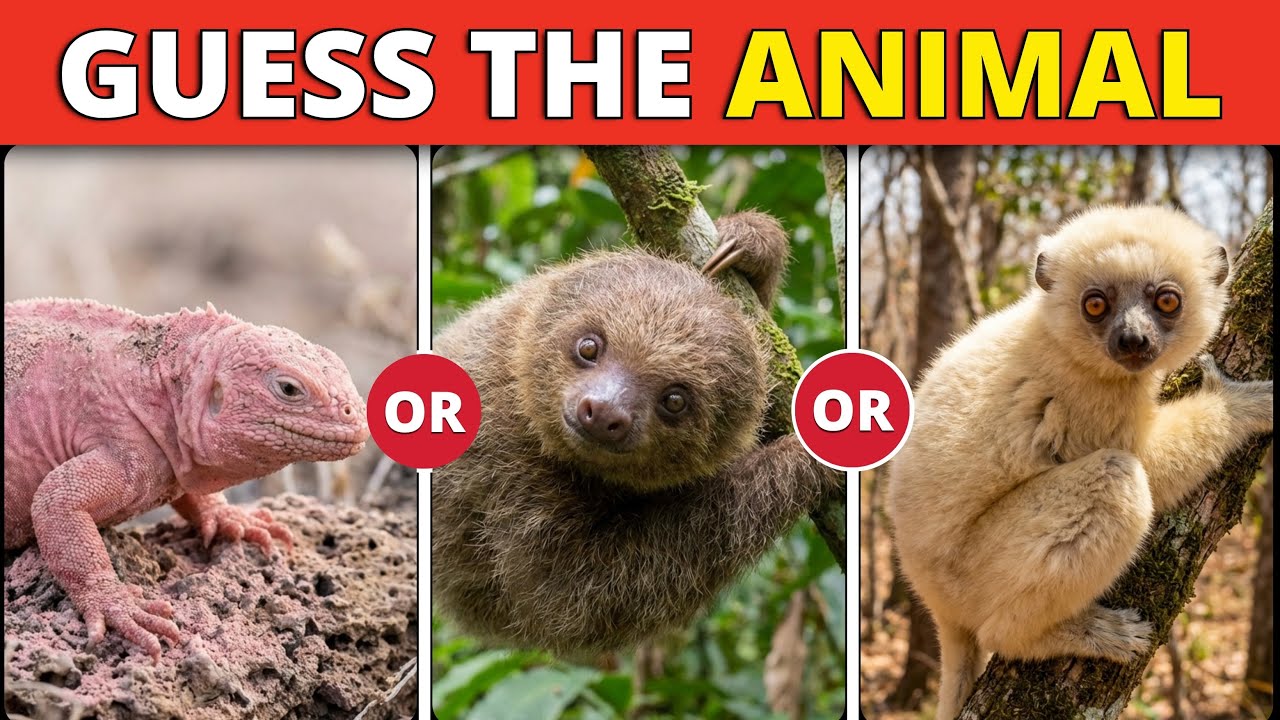 Guess the Animal Quiz | From Easy to Impossible Levels