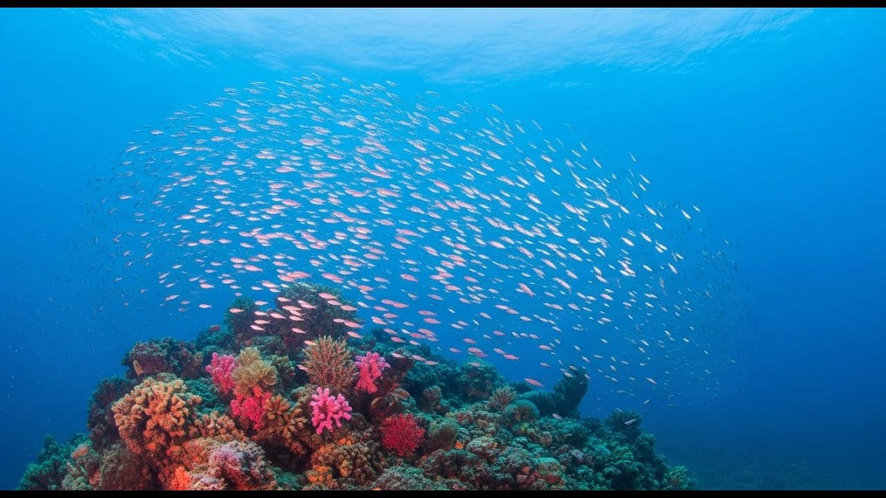 スピリット オブ マリン ライト: 静寂の中のソフトピアノ |瞑想と癒しのための器楽