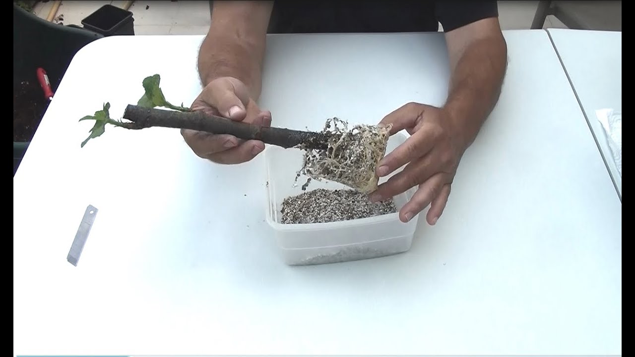 Fig cuttings rooting