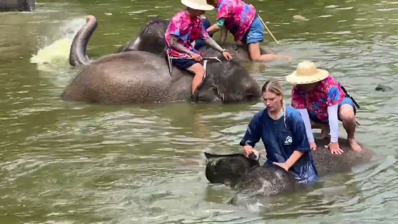 Elephants and wet Thai new year