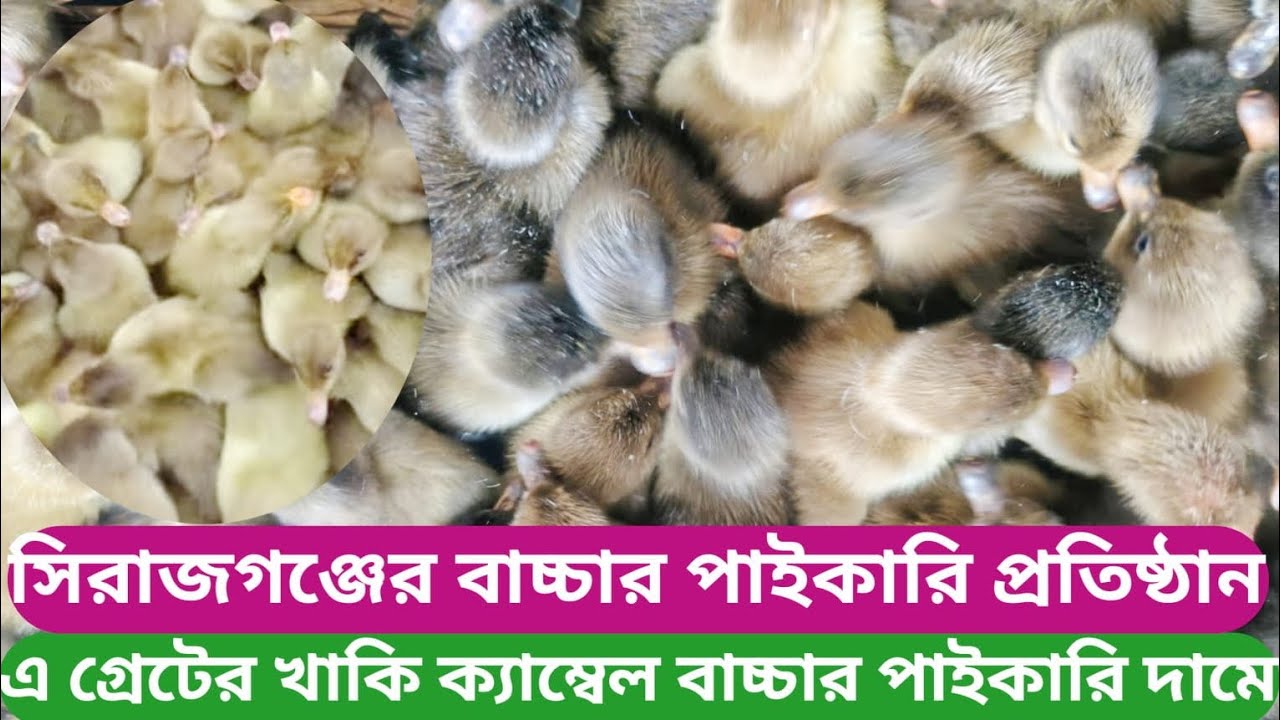 এই গ্রেটের মানসম্মত খাঁকি ক্যাম্বেল হাঁসের বাচ্চা নিয়ে খামার# পাইকারি দামে খাকি ক্যাম্বেল হাঁসের 