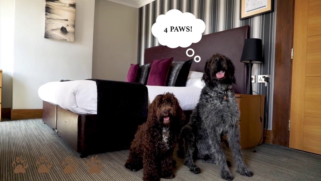 The New Forest's Most Dog Friendly Hotel-  The Balmer Lawn Hotel