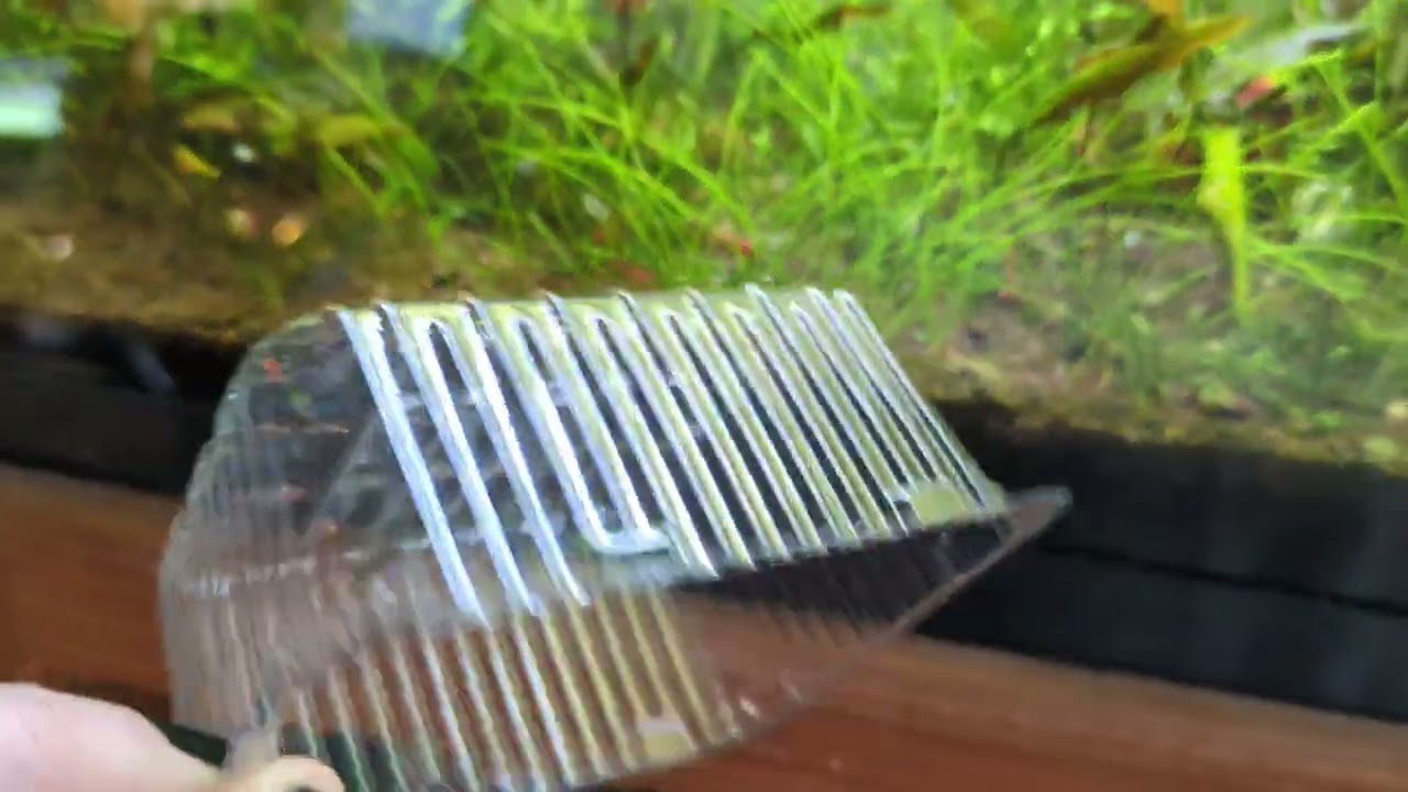 Celestial pearl danio breeding setup