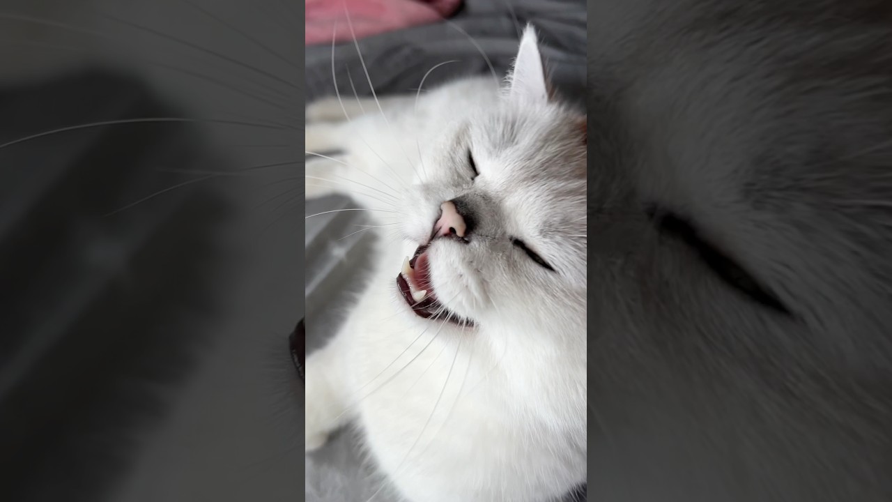 Talkin'&nbsp;Tabby:&nbsp;When&nbsp;Your&nbsp;Cat&nbsp;Becomes&nbsp;Your&nbsp;Co-Host!&nbsp;#cat #cute #catsruletheworld #funny #animals