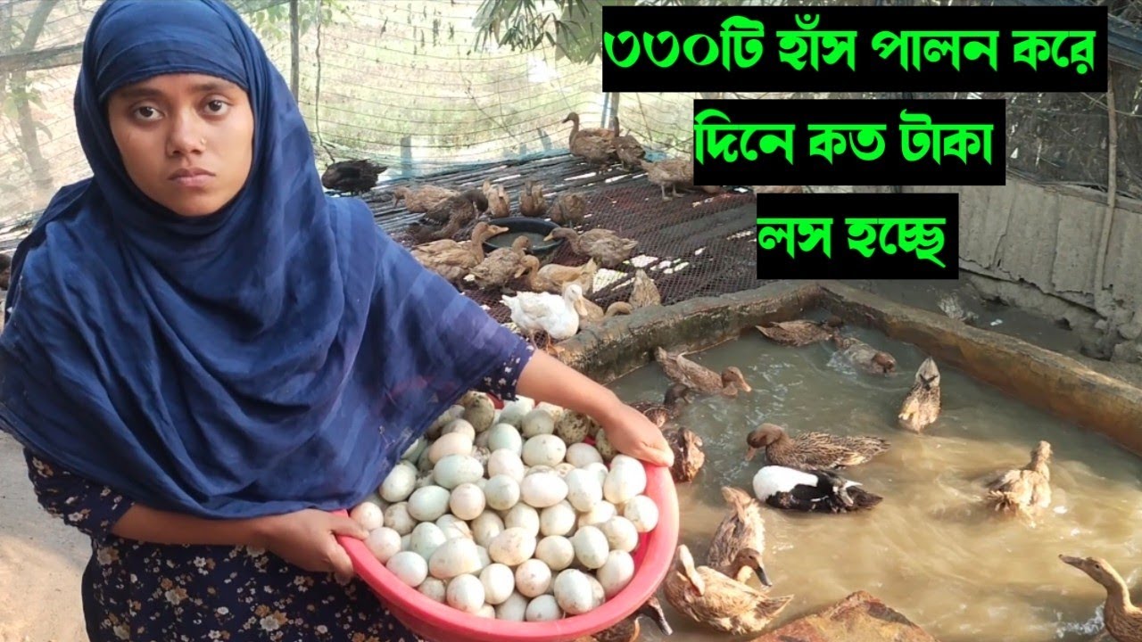 ৩৩০টি হাঁস পালন করে, মনিকার দিনে কত টাকা লস হচ্ছে। হাঁস পালনের সঠিক নিয়ম। 