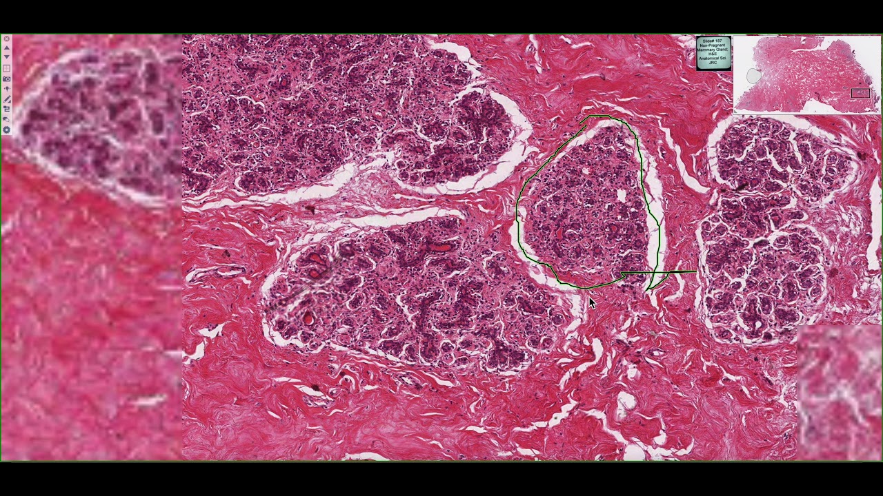 Histology of the Mammary Gland 4K