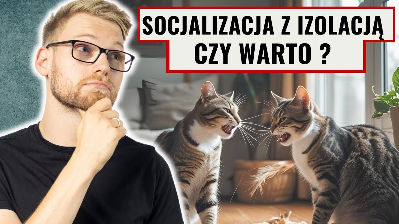 Jak wprowadzić nowego kota do domu? Socjalizacja z izolacją krok po kroku