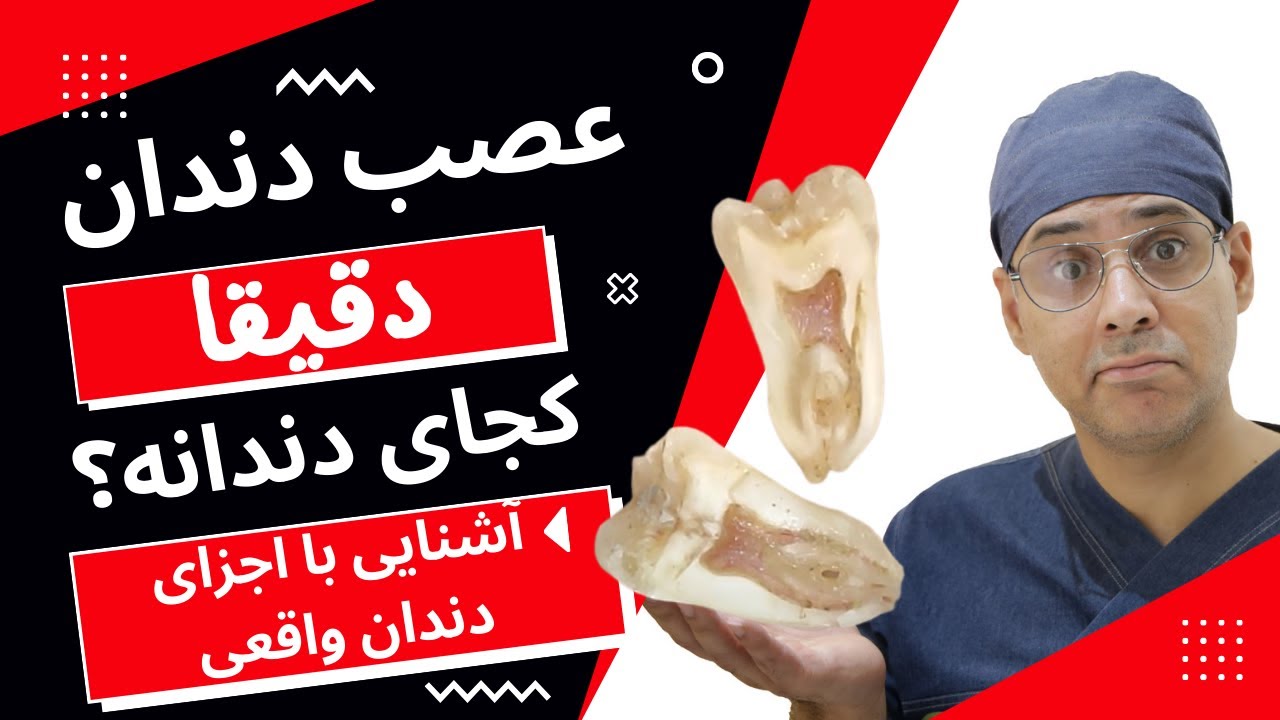 شناخت اجزای دندان واقعی | داخل دندان چیه؟ | عصب دندان دقیقا کجاست؟ | کالبدشکافی دندان