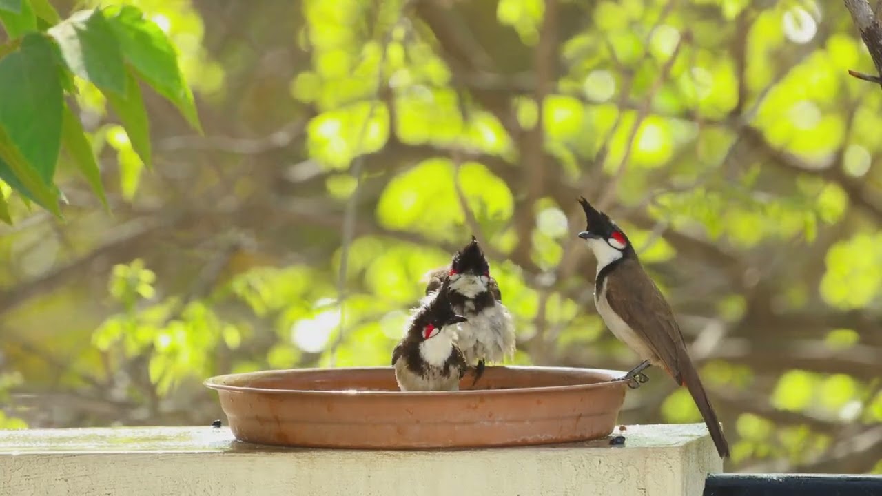 Continuous activity at the birdbath - 4k