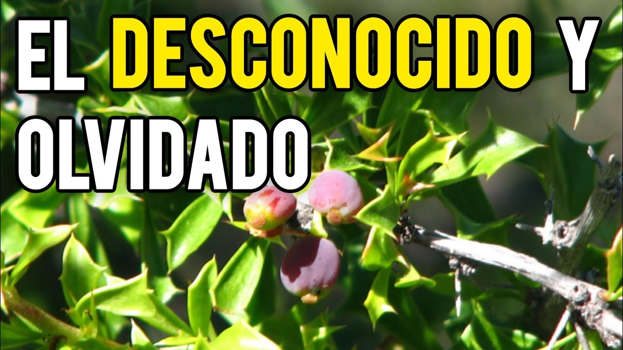 CALAFATE Endémico del Norte (Berberis glomerata)