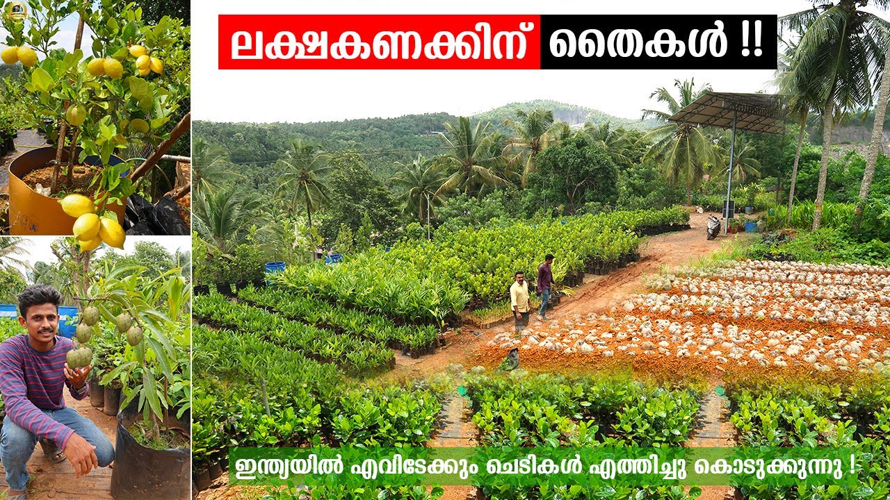 60 ഏക്കറിൽ ലക്ഷക്കണക്കിന് തൈകൾ  ഉല്പാദിപ്പിക്കുന്ന കേരളത്തിലെ തന്നെ ഏറ്റവും വലിയ നഴ്സറികളിലൊന്ന്  !