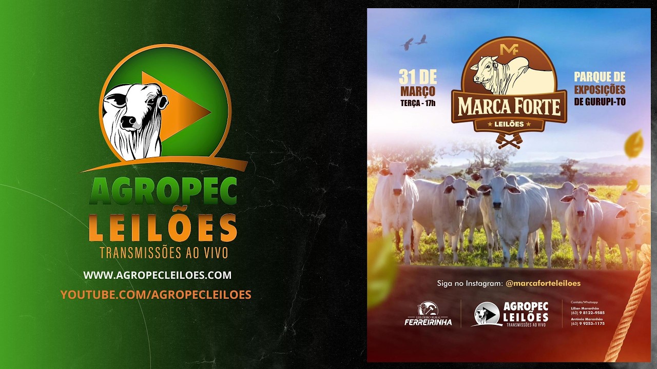agropecleiloes.com LEIL&Atilde;O GADO DE CORTE | MARCA FORTE LEIL&Otilde;ES - GURUPI-TO 31/03/2026.