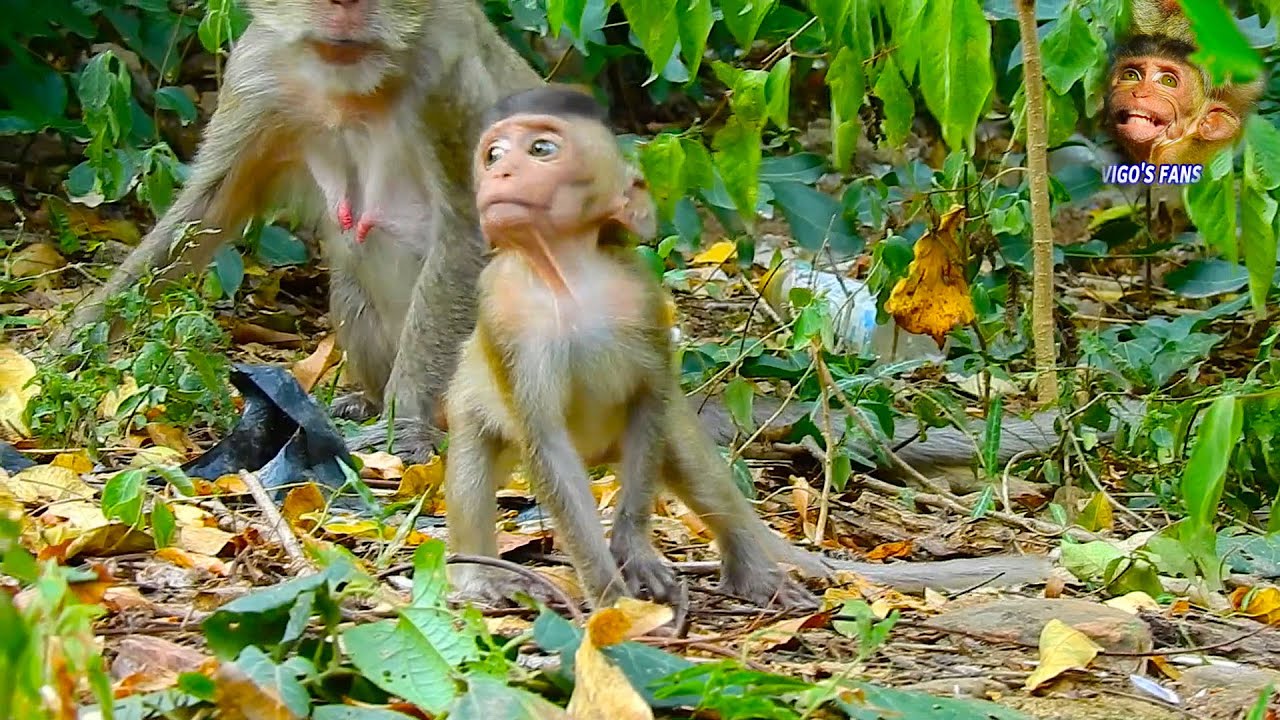 Hungrily blind baby VIGO can't find some food without mom, lovely first step for poor baby VIGO