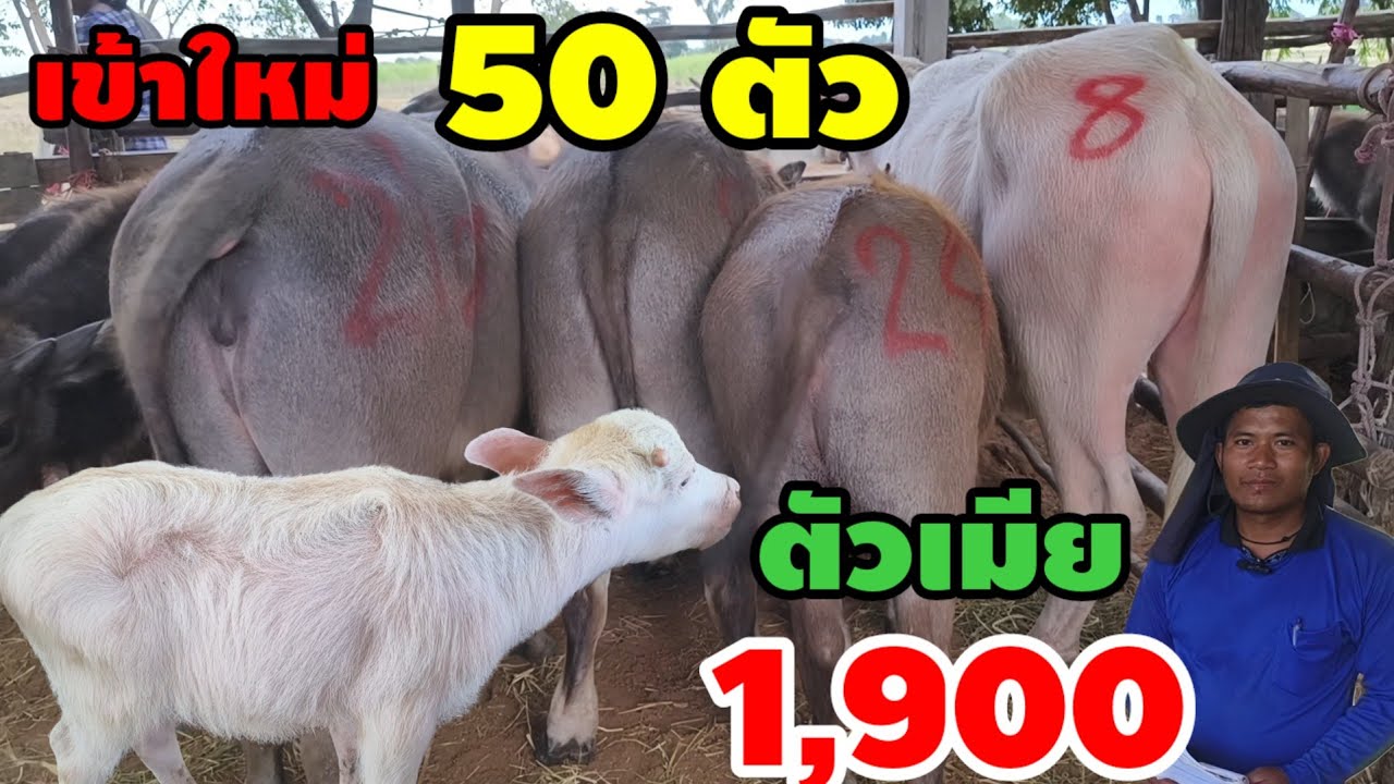 17 ธ.ค.68 ซื้อเป็นเงินเก็บเงินออม 50 ตัว sาคาหลักพัน ตัวเมียเริ่มต้น 1,900 บาท สายพัฒนา