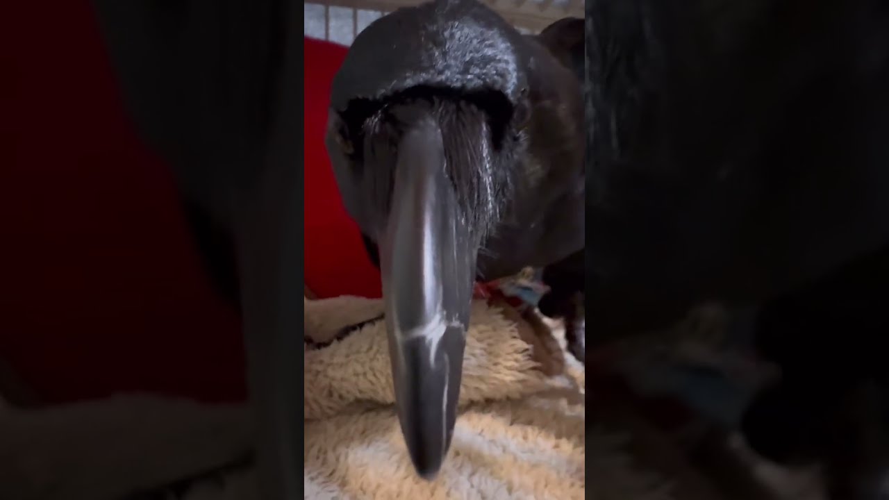 カイカイの催促が可愛すぎるカラスたち♪耳はくすぐったいｗ2024/6/20KUPPI the Crowカラスのクッピ＆ラビ