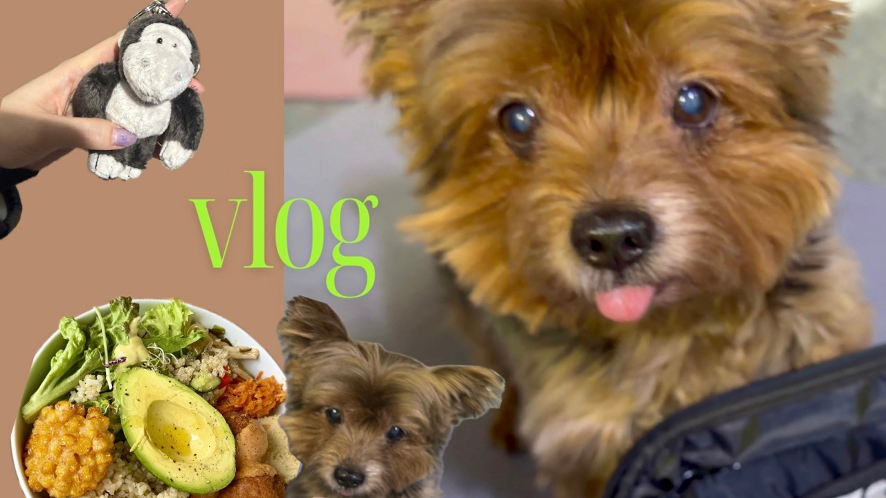 vlog | 춥지않은 겨울, 2월의 일본일상 브이로그🤍🤎 (feat. 귀요미들)