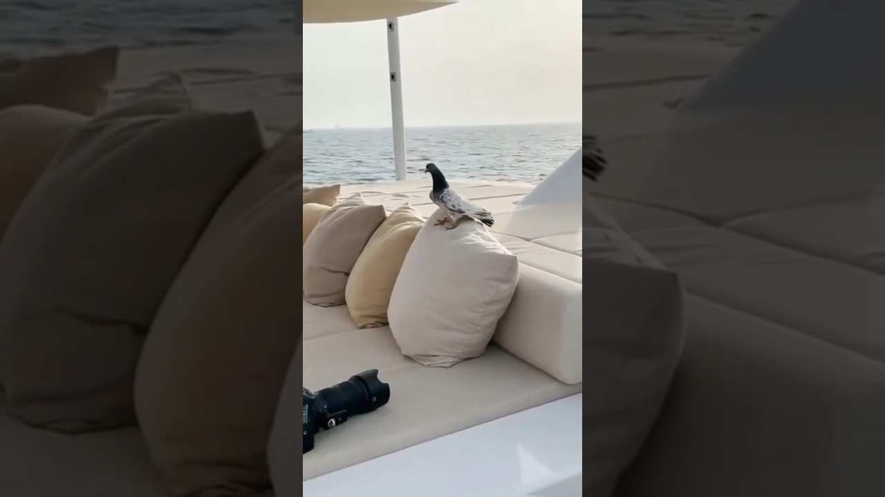 Kabootar samandar pr agya 🥵🥺 #pigeon #pigeonelover #bird #kabutar #pigeonlovr #birdspecies #kabootar