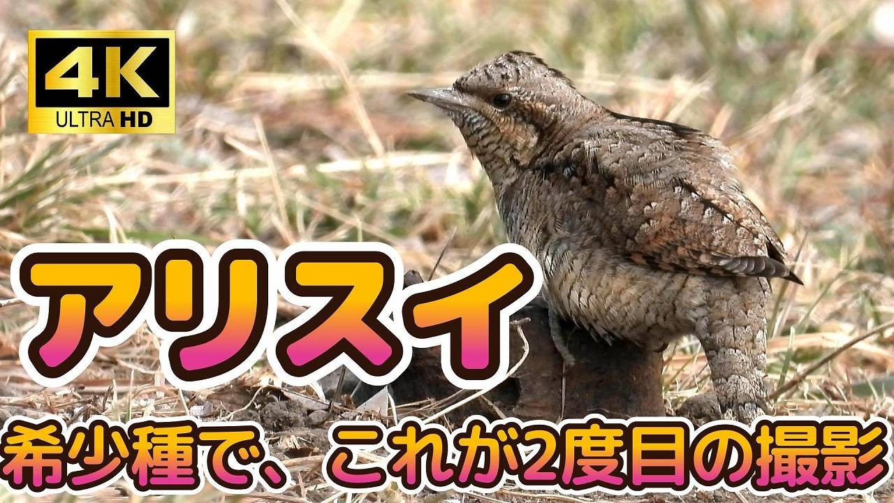 アリスイ・人生2度目の撮影＜4K＞キツツキの仲間とは思えない姿