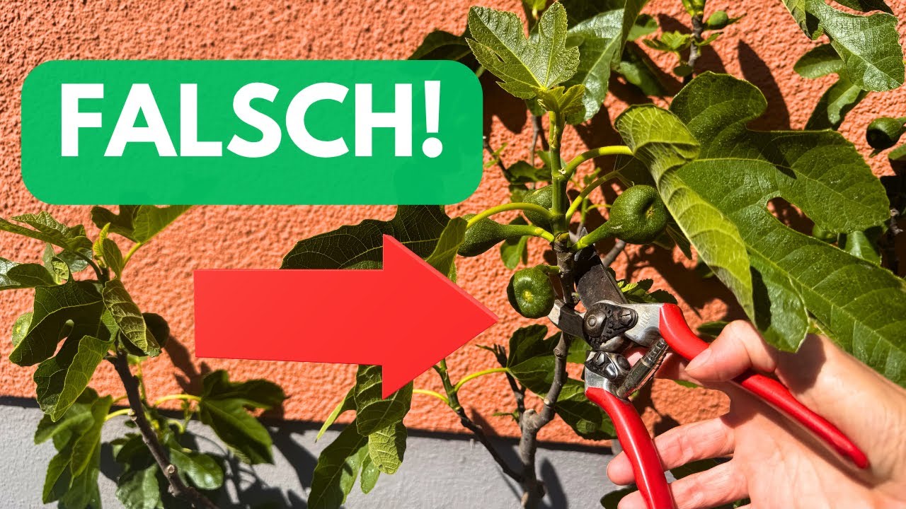 Feigenbaum RICHTIG schneiden✂️reiche Ernte mit dieser Schritt-für-Schritt- Anleitung 👩‍🌾ganz einfach