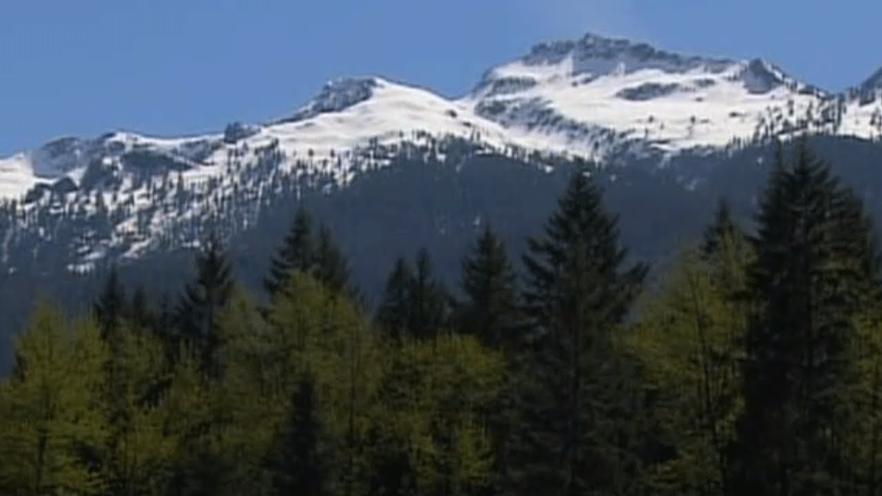 Насекомые и леса Тихоокеанского Северо-Запада