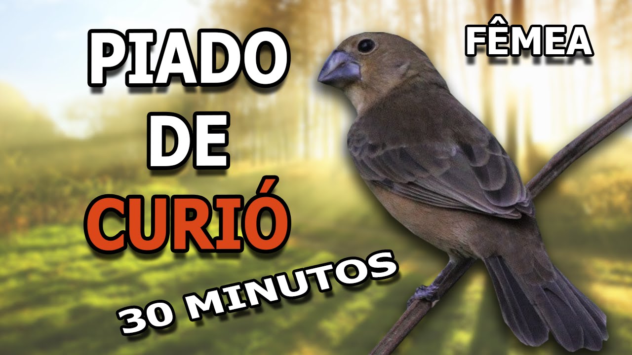 F&ecirc;mea de Curi&oacute; Piando para Esquentar Macho #P&aacute;ssaroseCantosOficial