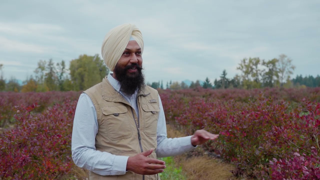 Cover Crops in Blueberries: Lessons from Virasat Farms | CAF