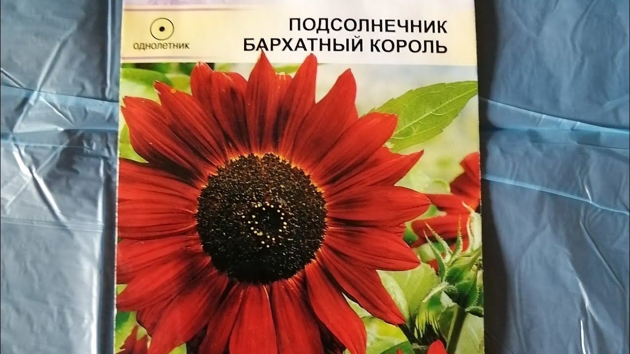 Посев семян декоративного подсолнечника