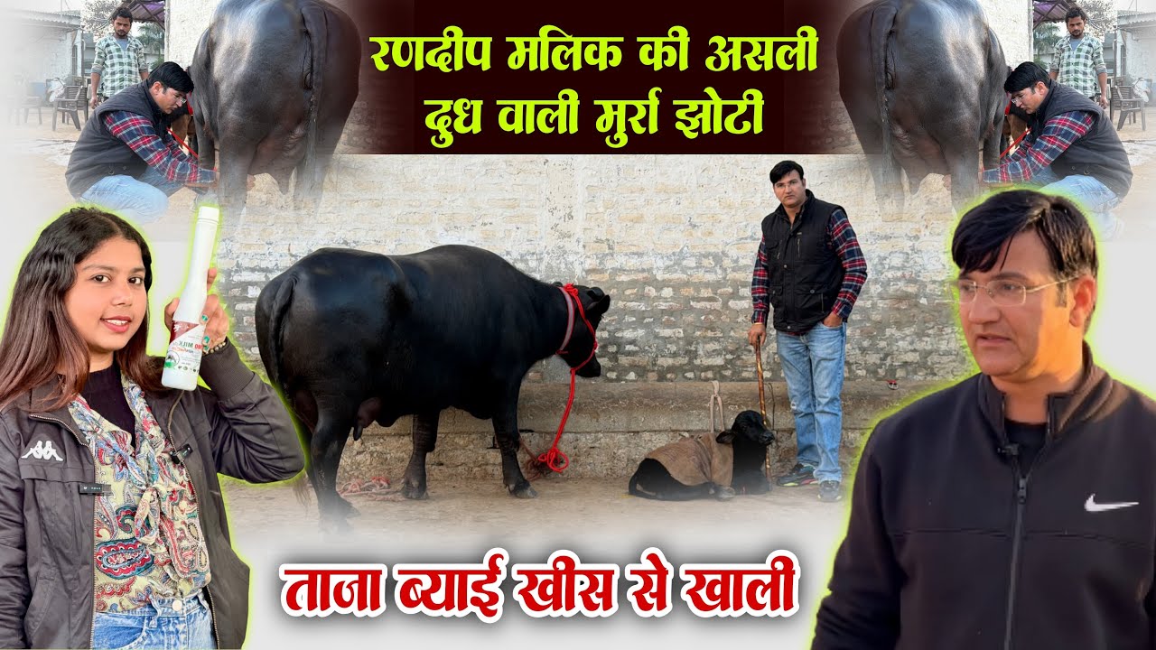 रणदीप मलिक की असली दूध वाली मुर्रा झोटी, ताजा ब्याई खीस से ख़ाली || Randeep Malik Dairy 9817131733