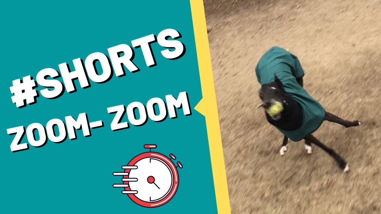 Retired Racing Greyhound makes his own Racetrack in the Snow! (