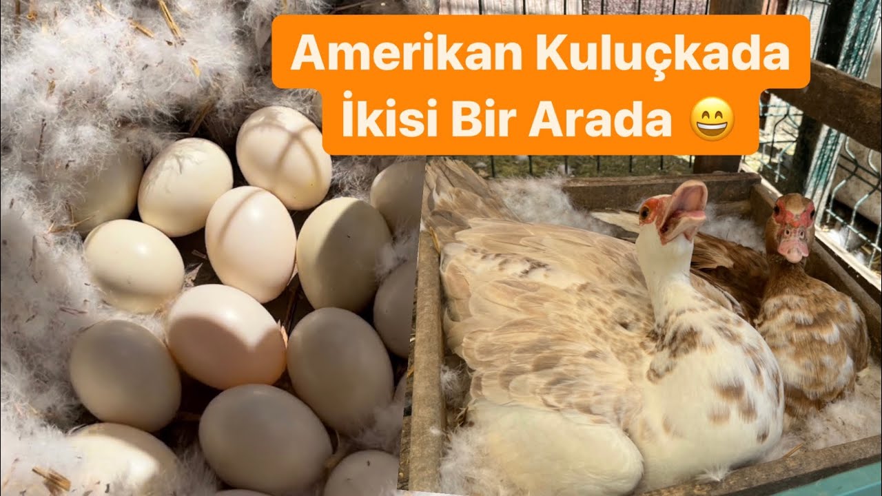 Amerikan Ördekleri Kuluçkada İkisi Bir Follukta Yatıyor..