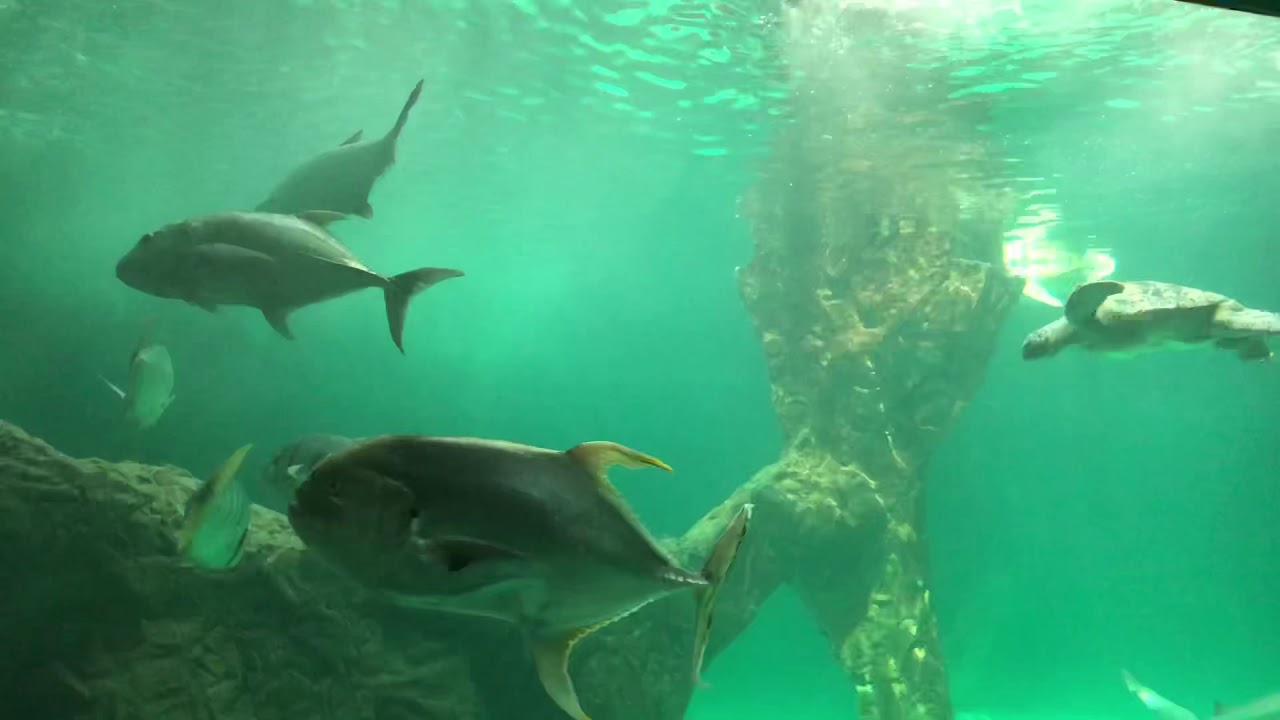 Зоопарк Мадрида ZooMadrid Путешествие