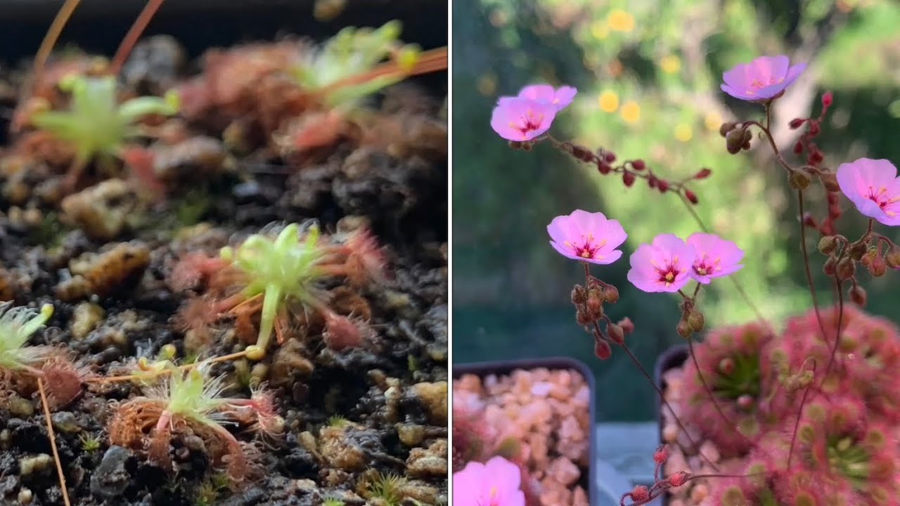 Drosera pulchella 24 weeks since arrived (update)