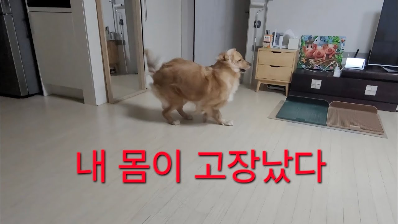 가끔씩 미쳐버리는 리트리버(ft.중2병) #골든리트리버 #댕댕이 #청소년기 #대형견일상 