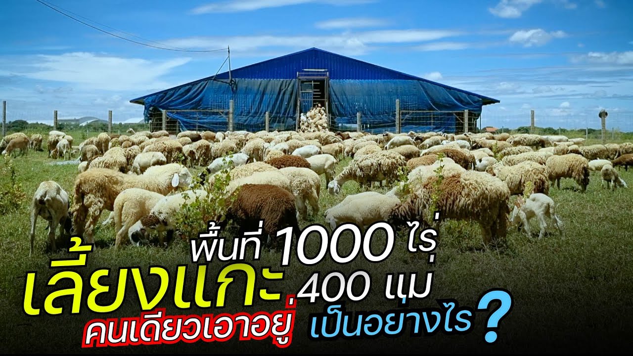 เลี้ยงแกะ 400 แม่ ในพื้นที่ 1000 ไร่ คนเดียวสบายๆ
