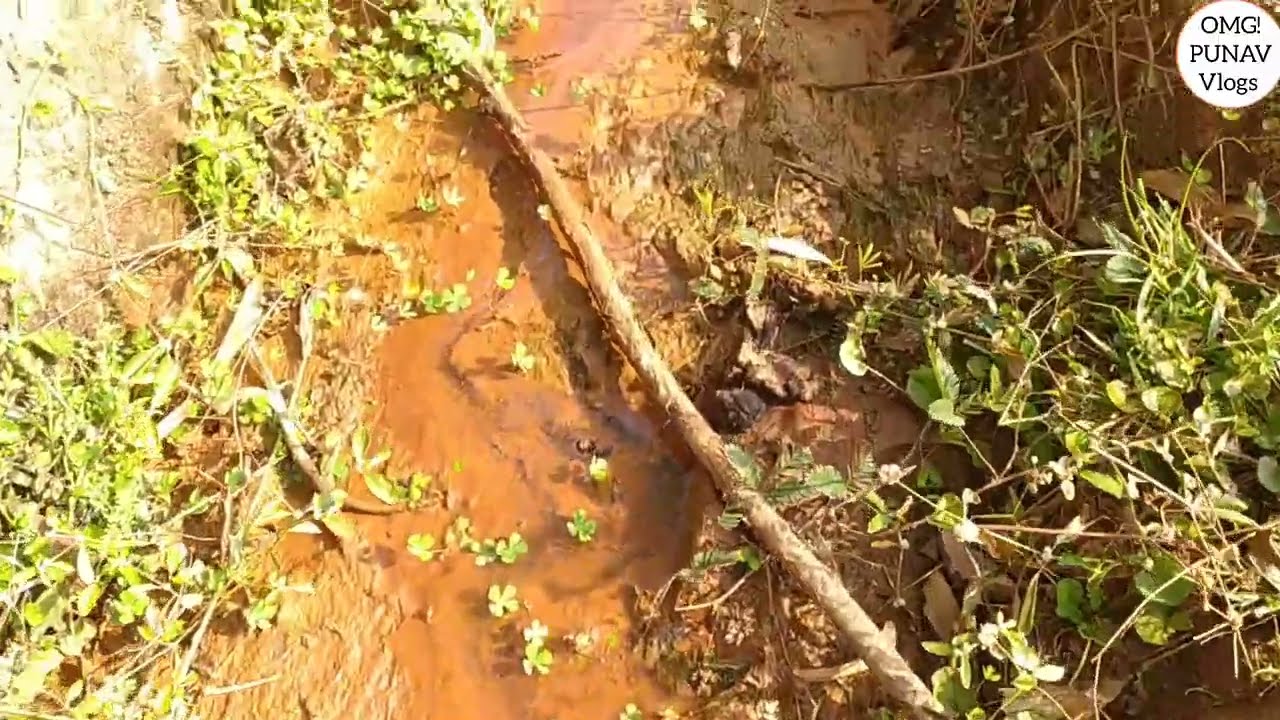 Fish searching see very beautiful found.#fish #fishing #cat #crabscatching