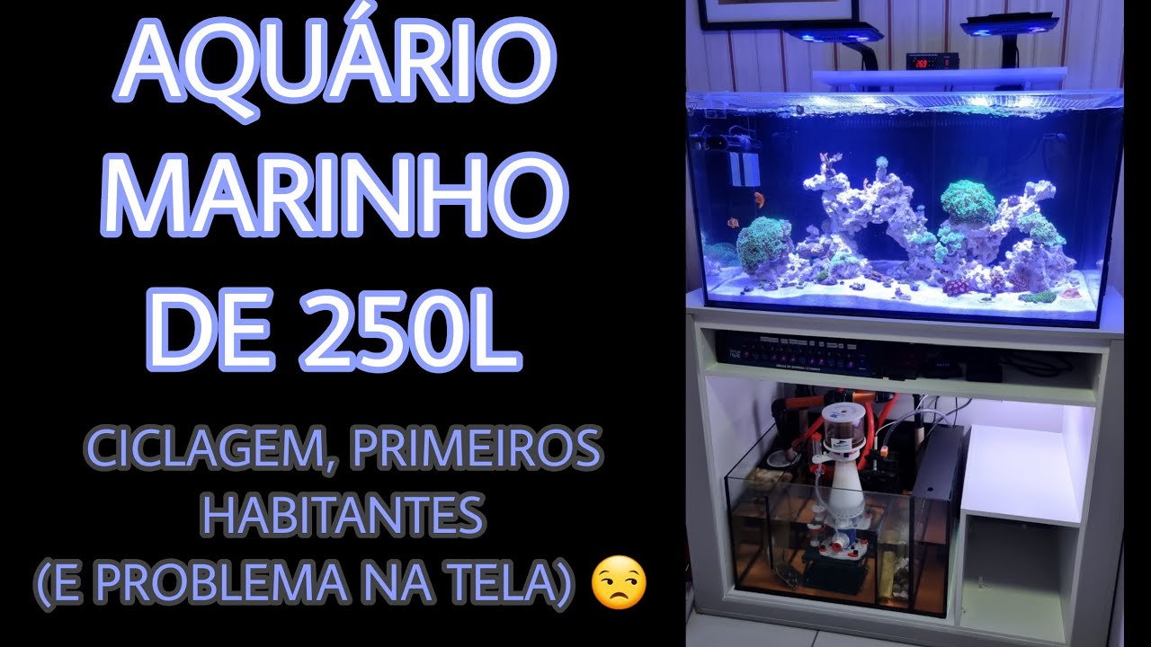 Aquário Marinho de 250L - Ciclagem, luminária, primeiros habitantes e problema na tela.
