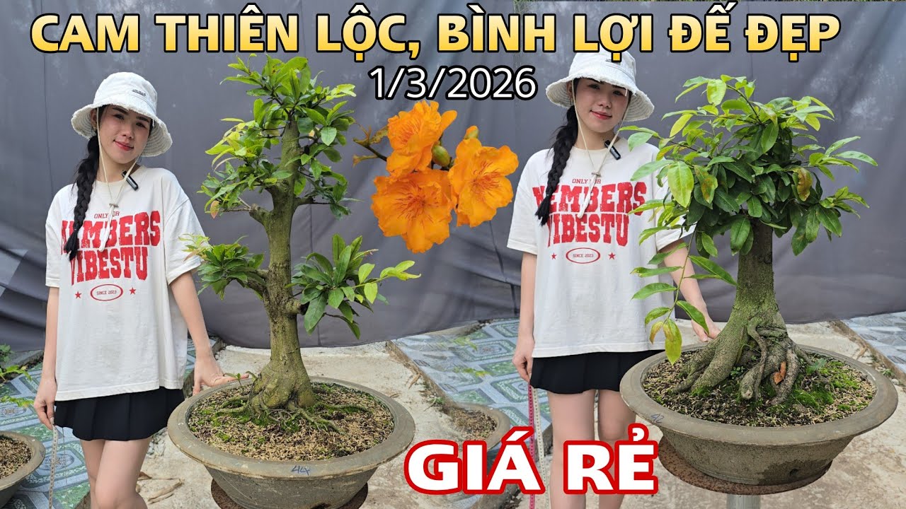 [1/3] Can Thiên Lộc, Bình Lợi Hàng Đôn Giá Rẻ Dễ Chơi ☎️0907411602 (Quý) | VƯỜN MAI HUỲNH GIAO